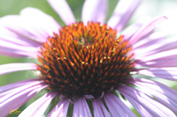 Cone Flower4904